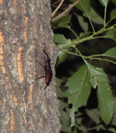 ２番目のクヌギの目線より3ｍ程上_ノコギリクワガタ♂_2021年5月28日19時55分頃 23度